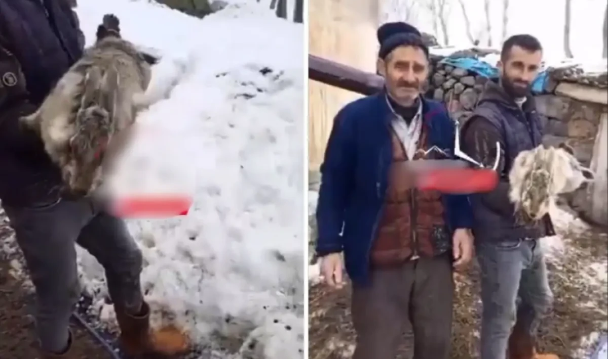 Ahıra giren çoban, devasa tavşan ile karşılaştı