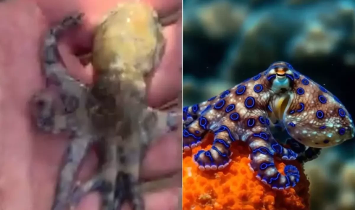 Filipinler’de Ölümle Burun Buruna Geldi: İngiliz Turist Dünyanın En Zehirli Deniz Canlısını Elinde Tuttu