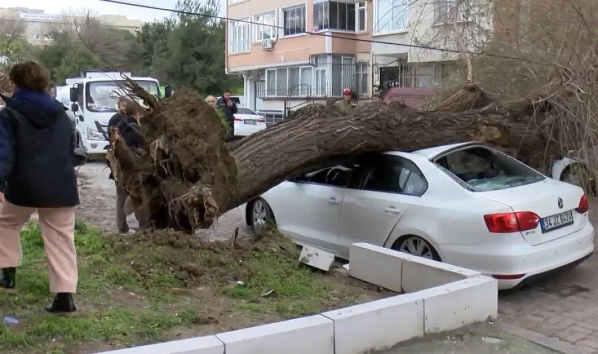 Güngören’de şiddetli rüzgar ağacı araçların üzerine devirdi
