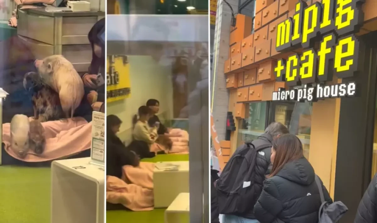 Japonya'da bir Türk'ün şaşkınlığı: Domuzlarla kahve keyfi