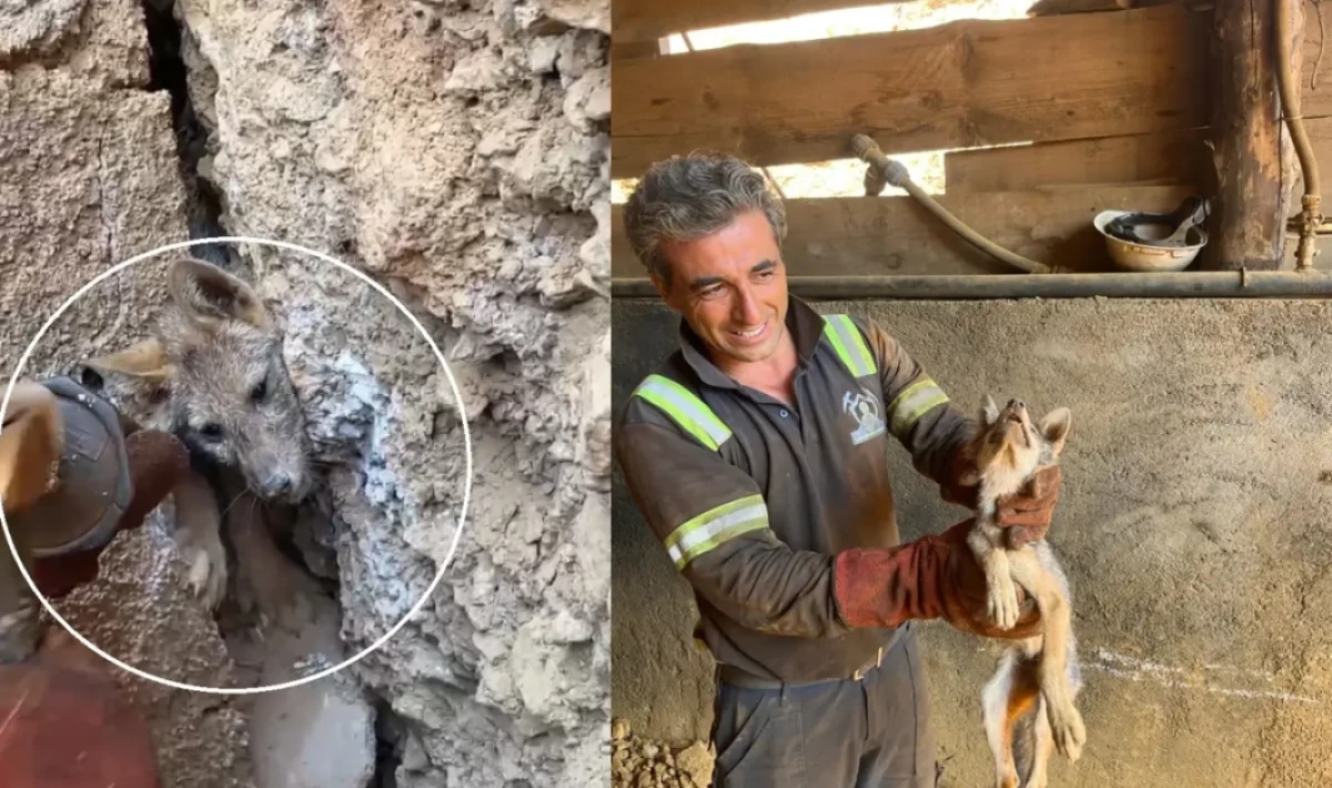 Kaya çatlağına sıkışan tilkiyi işciler kurtardı!