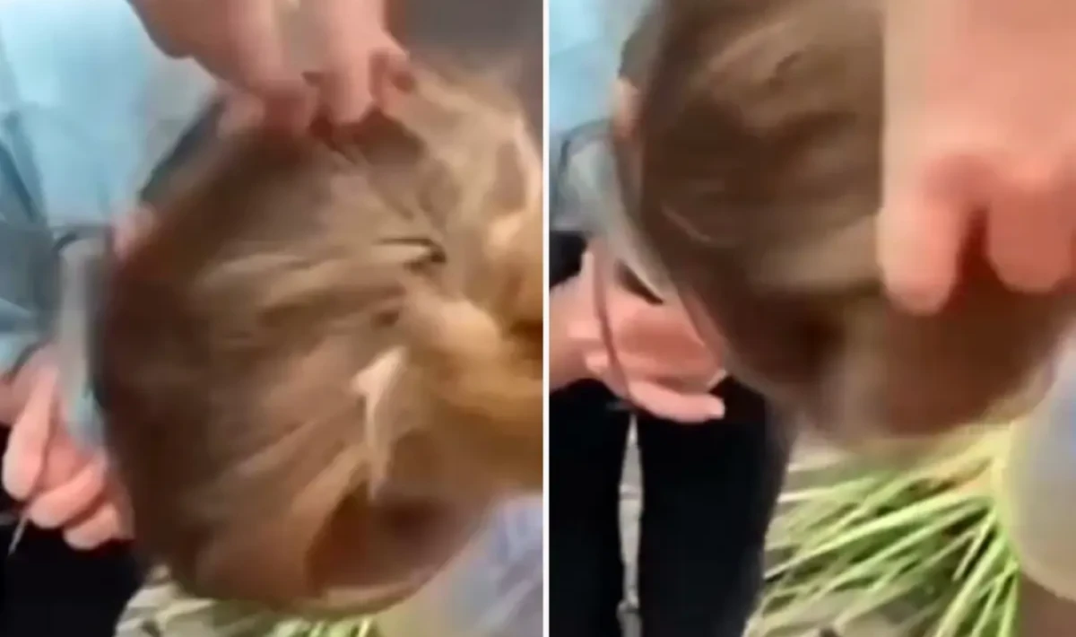 Küçük Çocuğun Saçından Sincap Çıktı: Doğal Yırtıcı Hayvan Şaşkınlığı