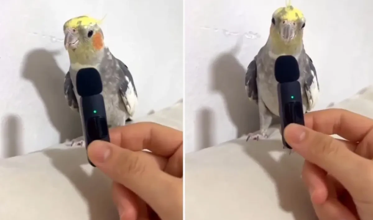 “Muhabbet Kuşu Bomba Şarkıyı Çaldı: Viral Oldu”