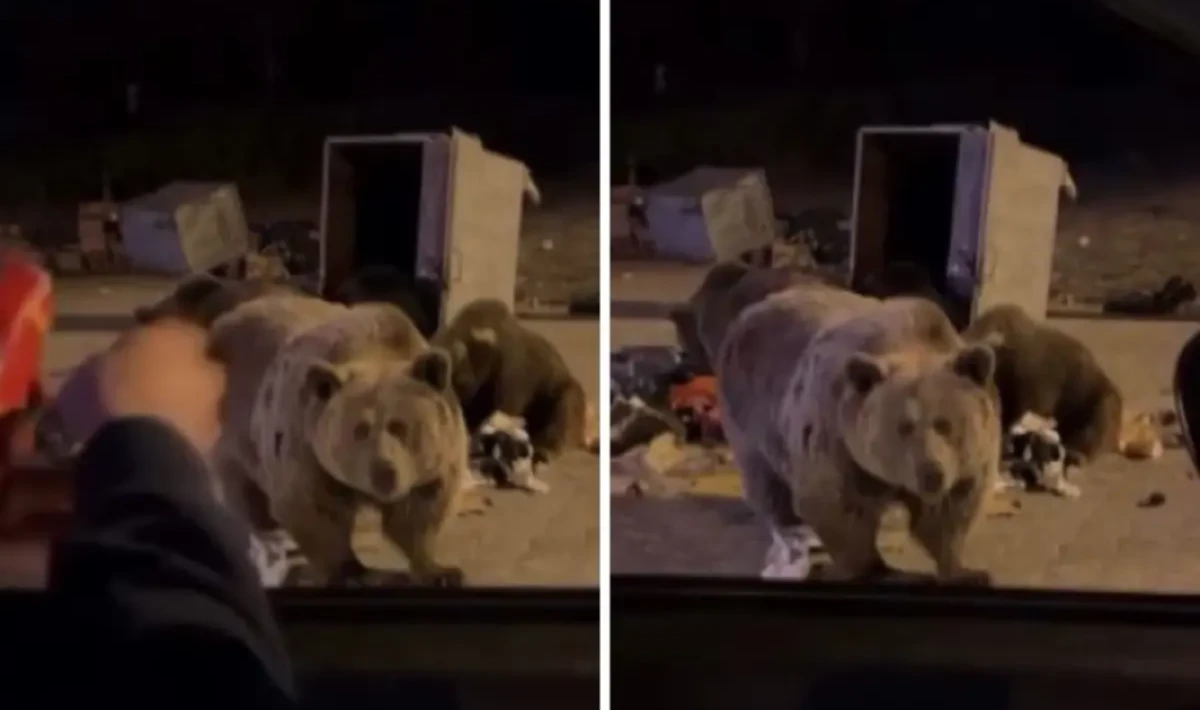 ‘Sucuk vermek istediği’ ayı hedef oldu: Şaşırtan olay kamuoyunun gündeminde