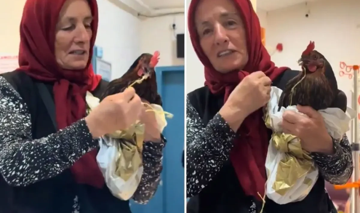 Tavuğunu Devlet Hastanesine Götürdü, Personelin Cevabıyla Hayal Kırıklığına Uğradı