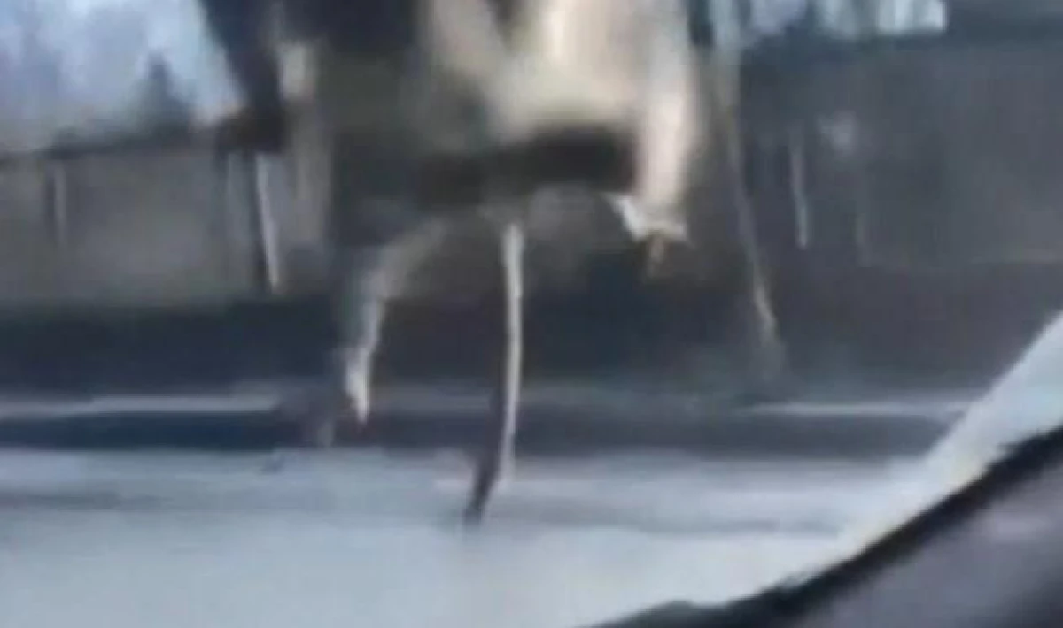 Yolda ilerleyen araca fare atladı, polisi görünce kaçtı